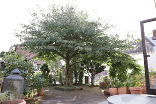 Garten und Außenbereich des Schützenhofes
